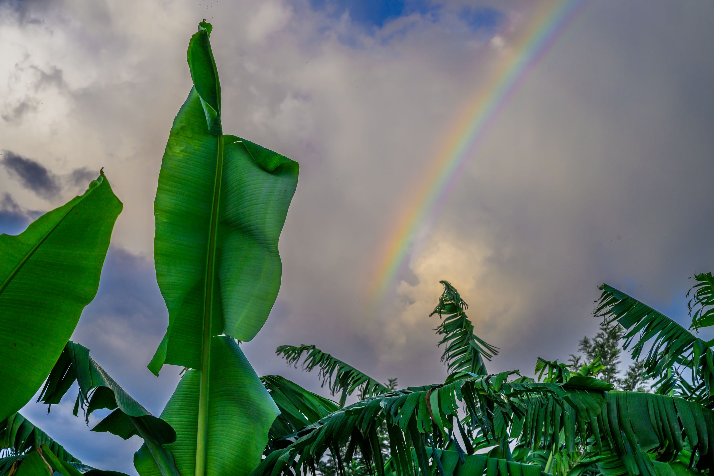 A rainbow arcs above banana trees in Rwanda