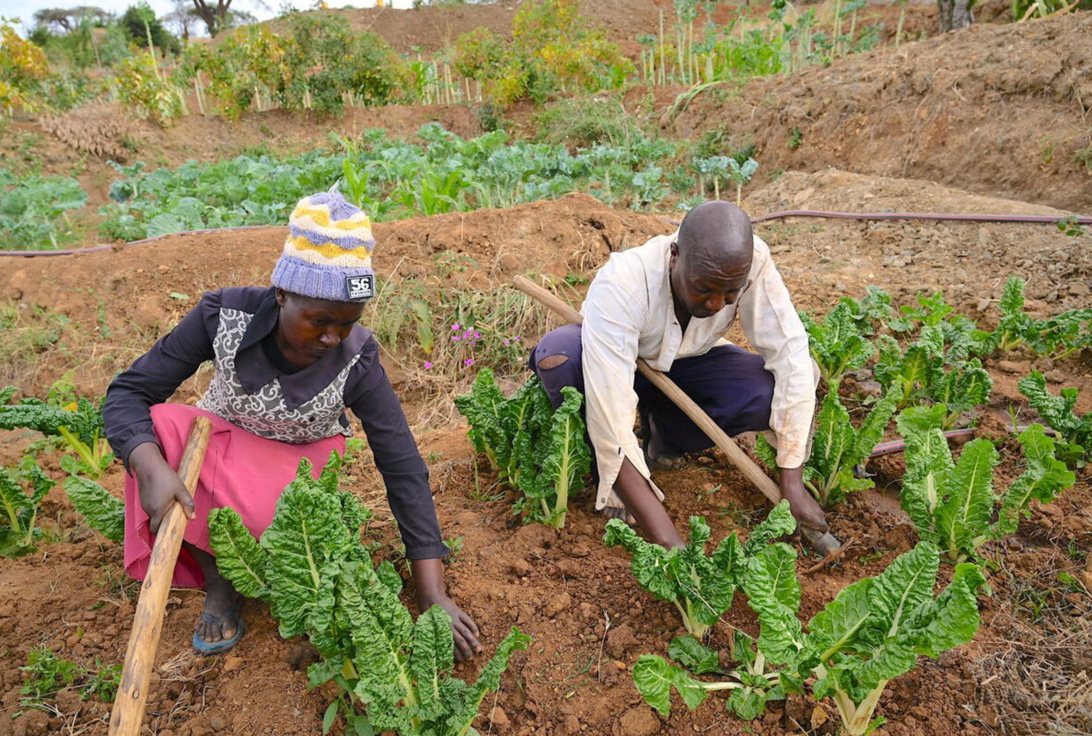 Kenyan man and woman farming