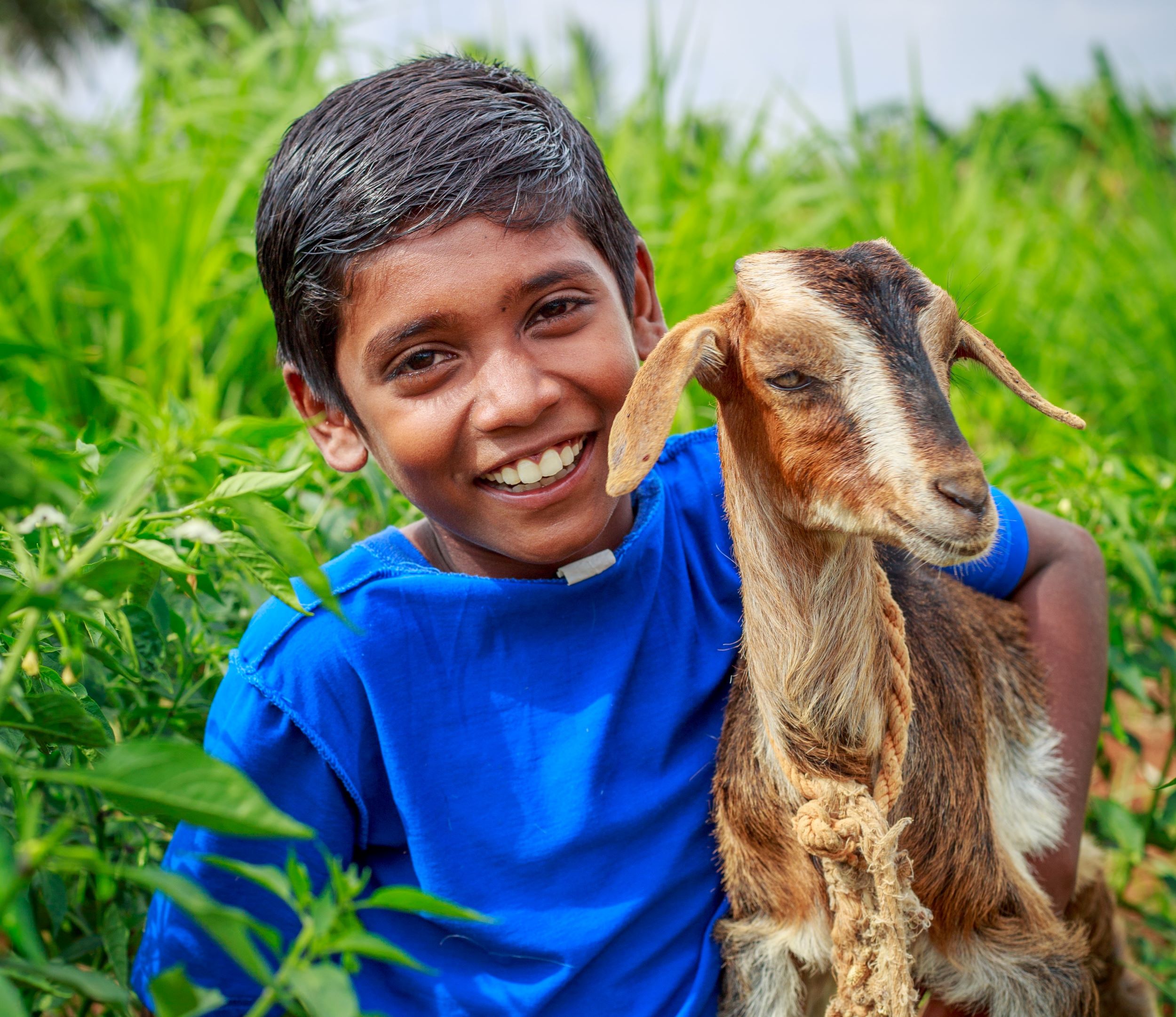 Balachandran's goat is his best friend
