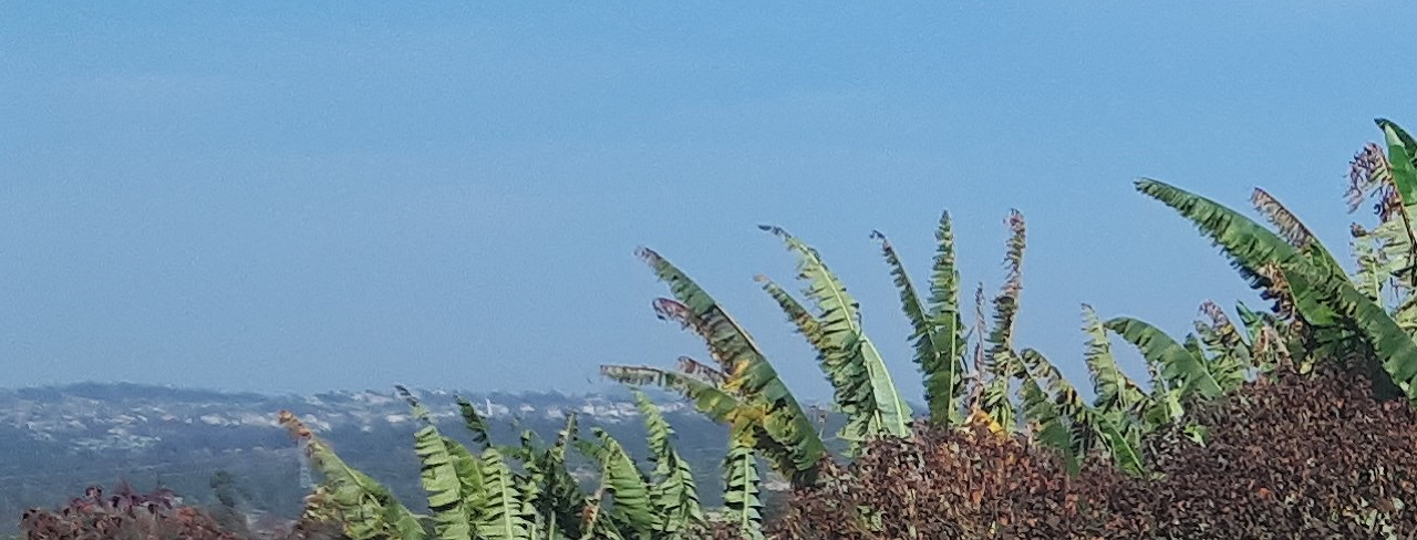 Trees in front of a clear blue sky