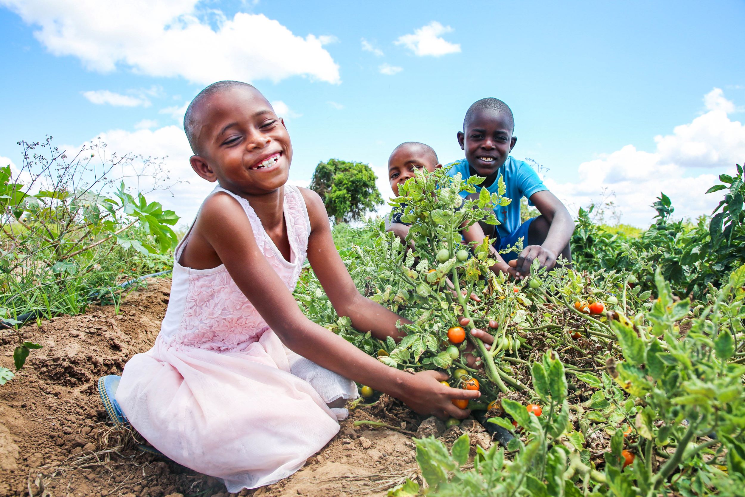 Kenyan girl enjoys harvesting tomatoes