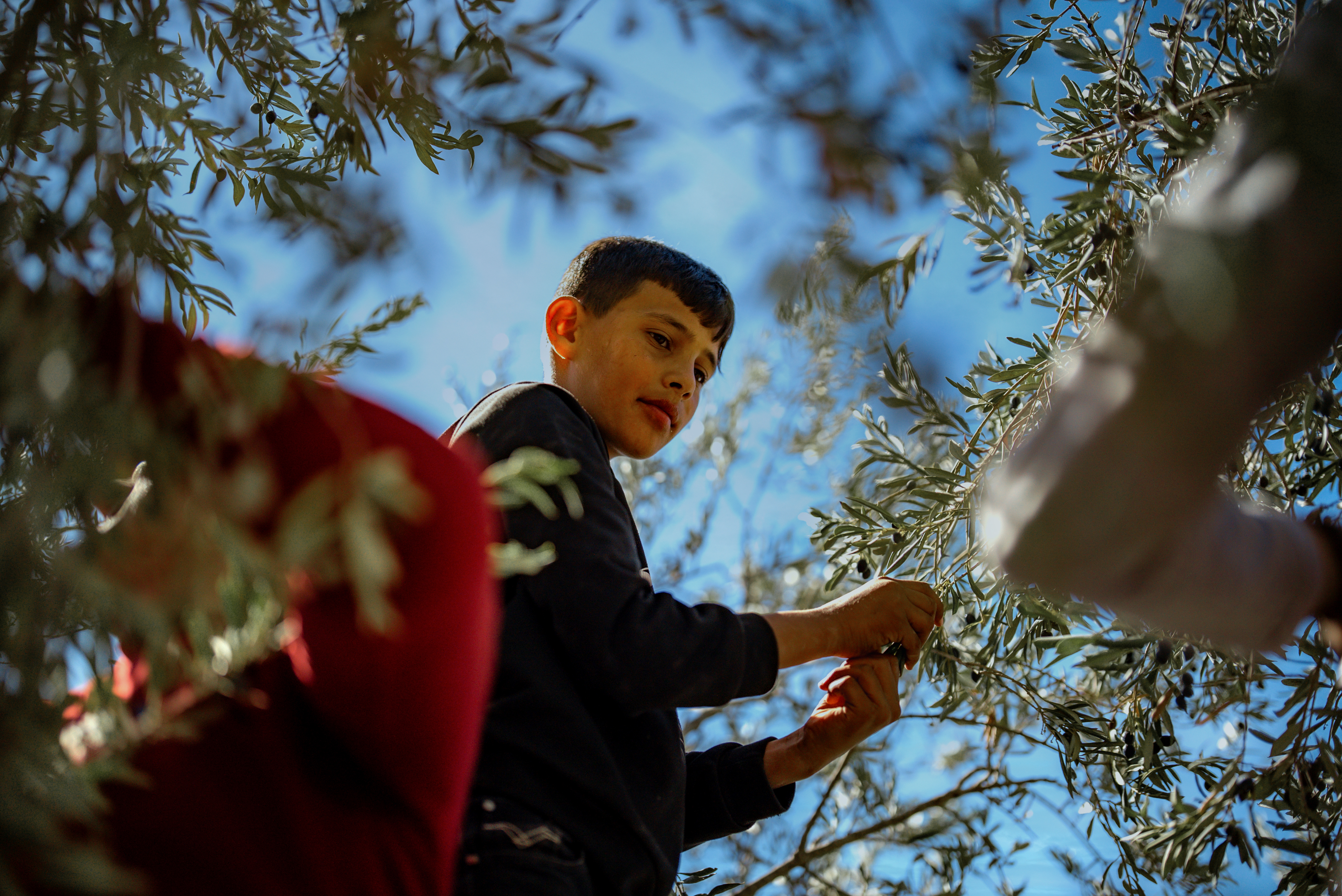 A family is harvesting their olive grove and eating together.