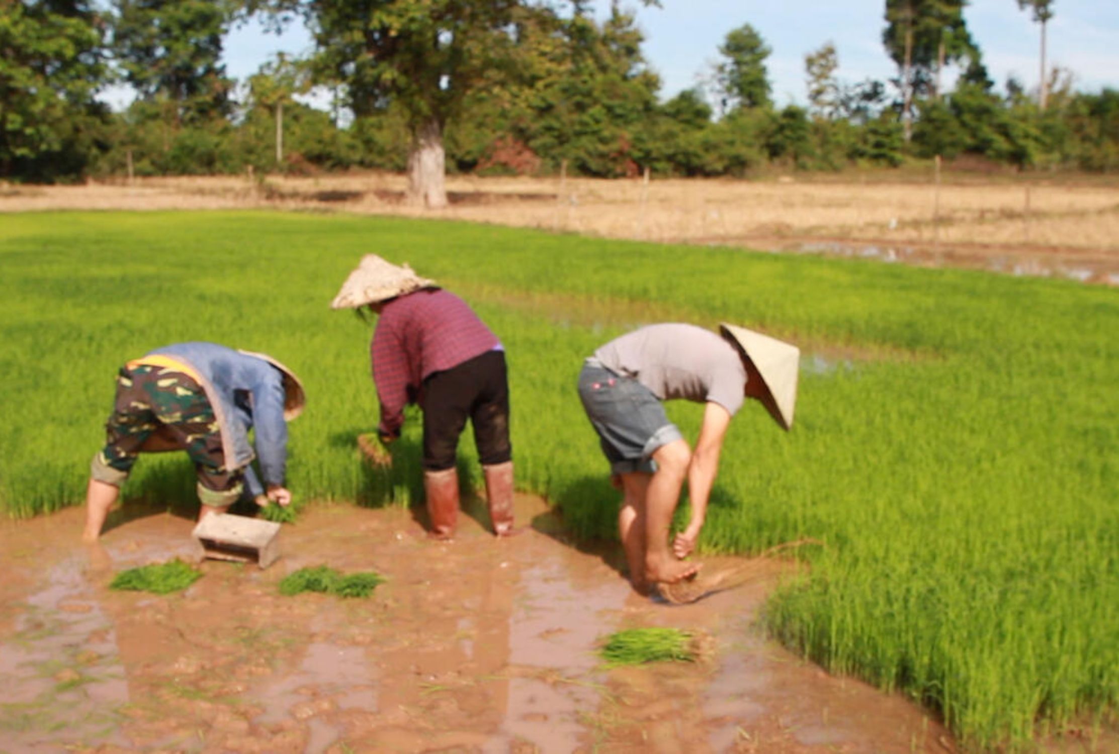 A family in Laos preparing their rice fields for rice planting