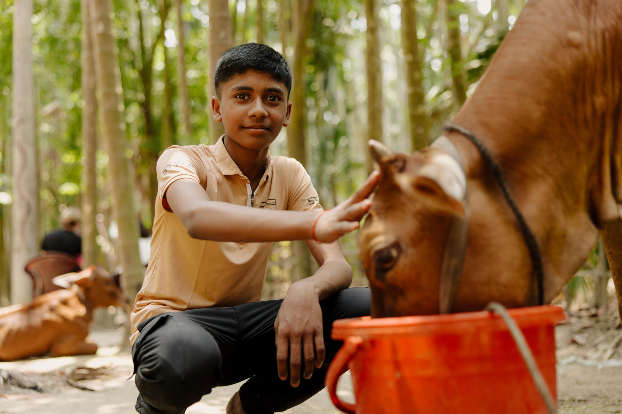 12-year-old Nirob stokes one of his family's cows on the head while it eats from a bucket. 