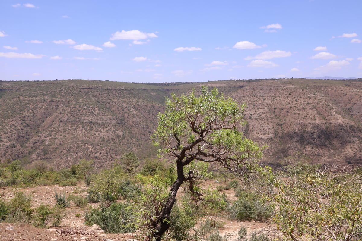 Lone tree in a dry, rocky landscape with hills and a partly cloudy blue sky