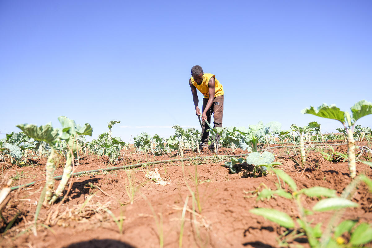 A young man waters vegetables on a farm managed by a women's group in Sololo.