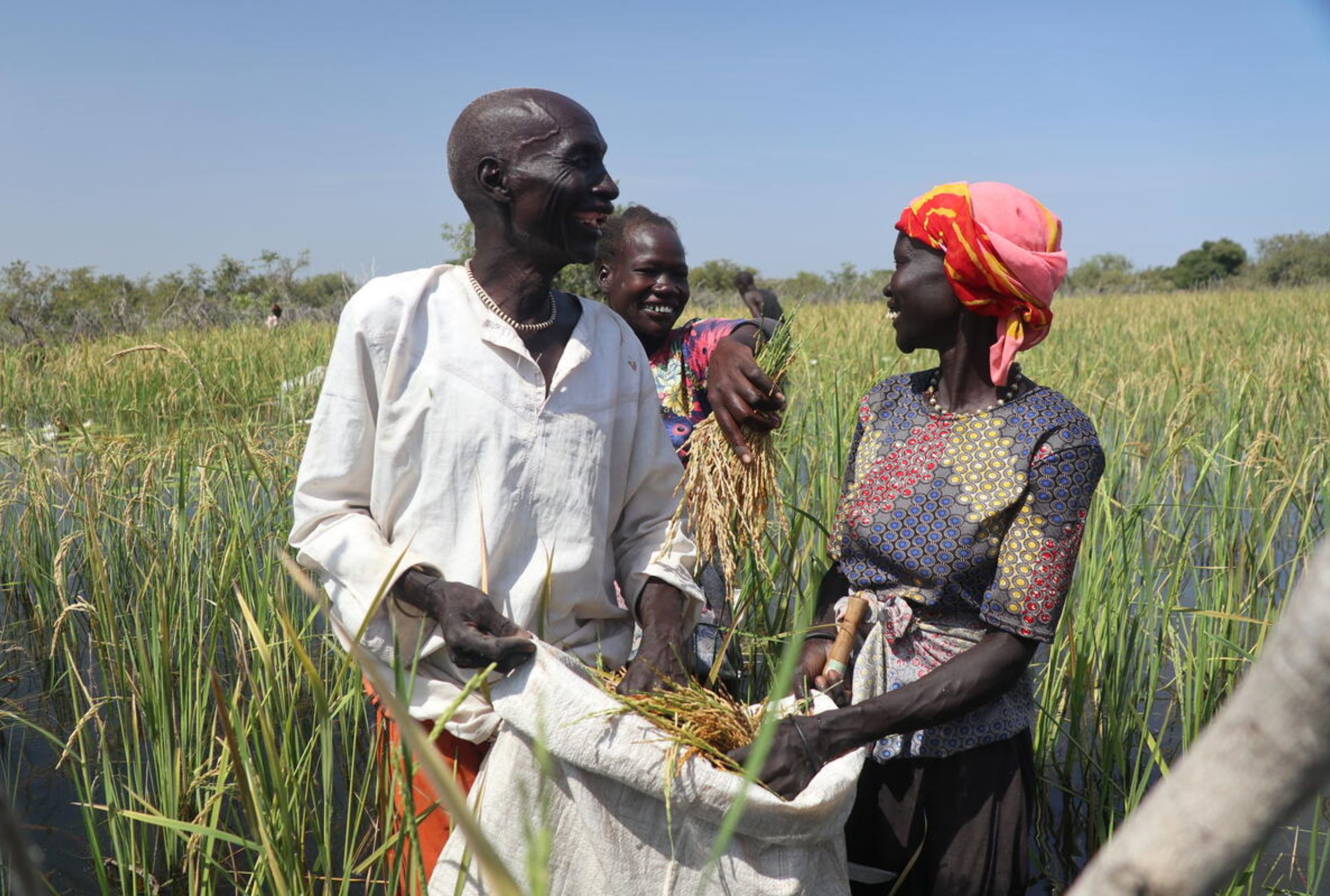 South Sudan husband and wife collecting the rice they're farming despite the floods