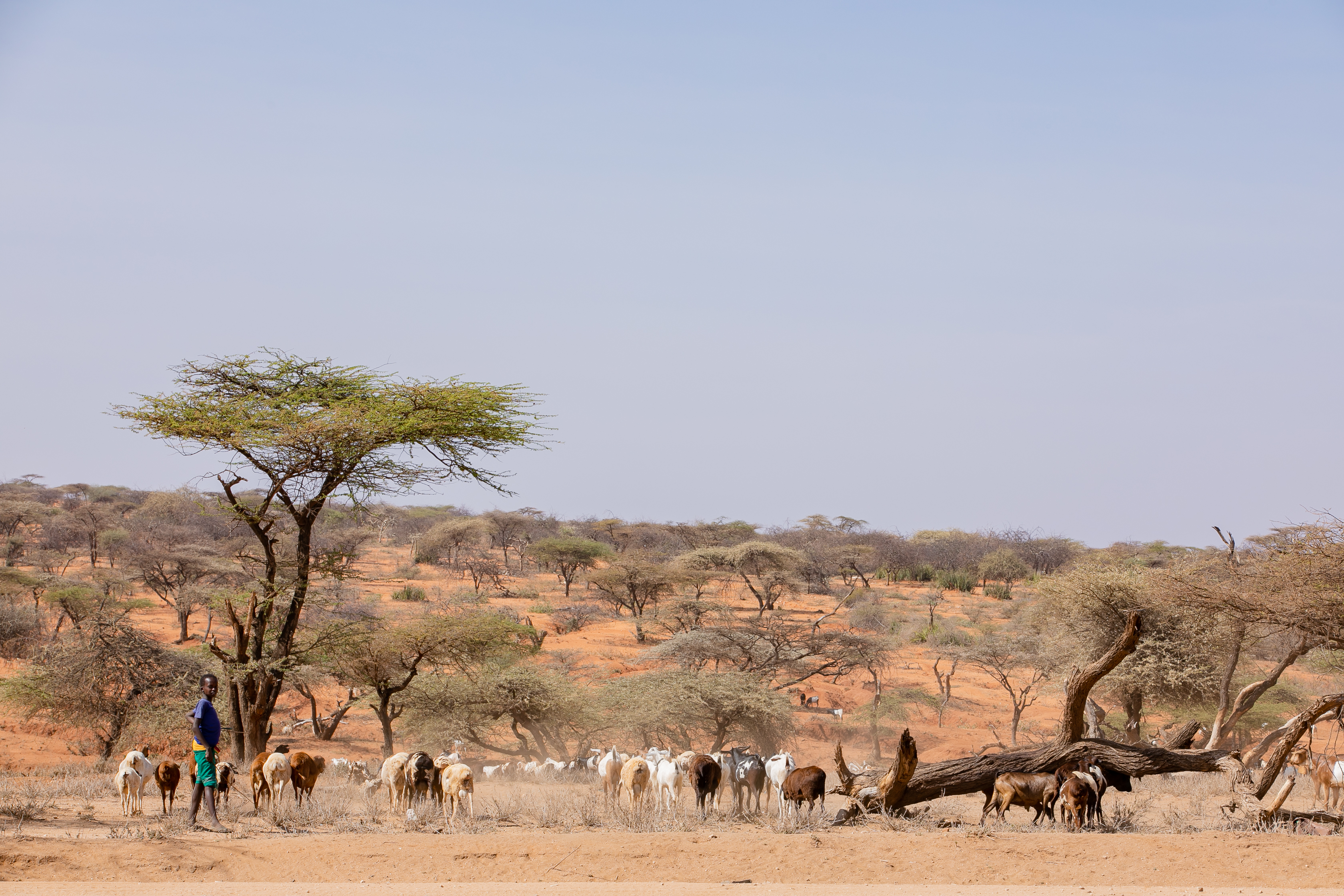 Person standing near goats in a dry landscape with scattered trees under a clear blue sky.