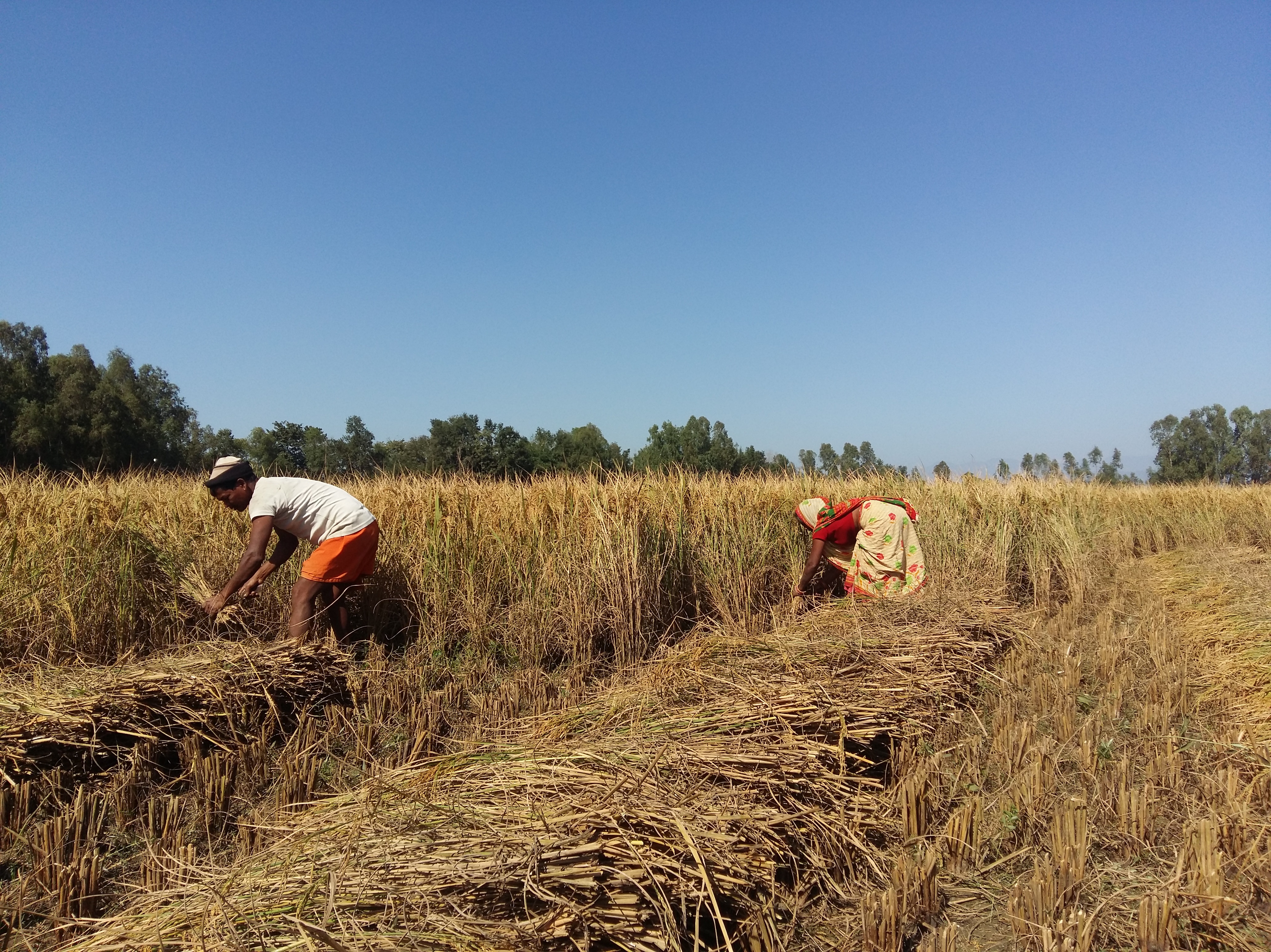 Two people harvest crops in a field under a clear blue sky, surrounded by trees.
