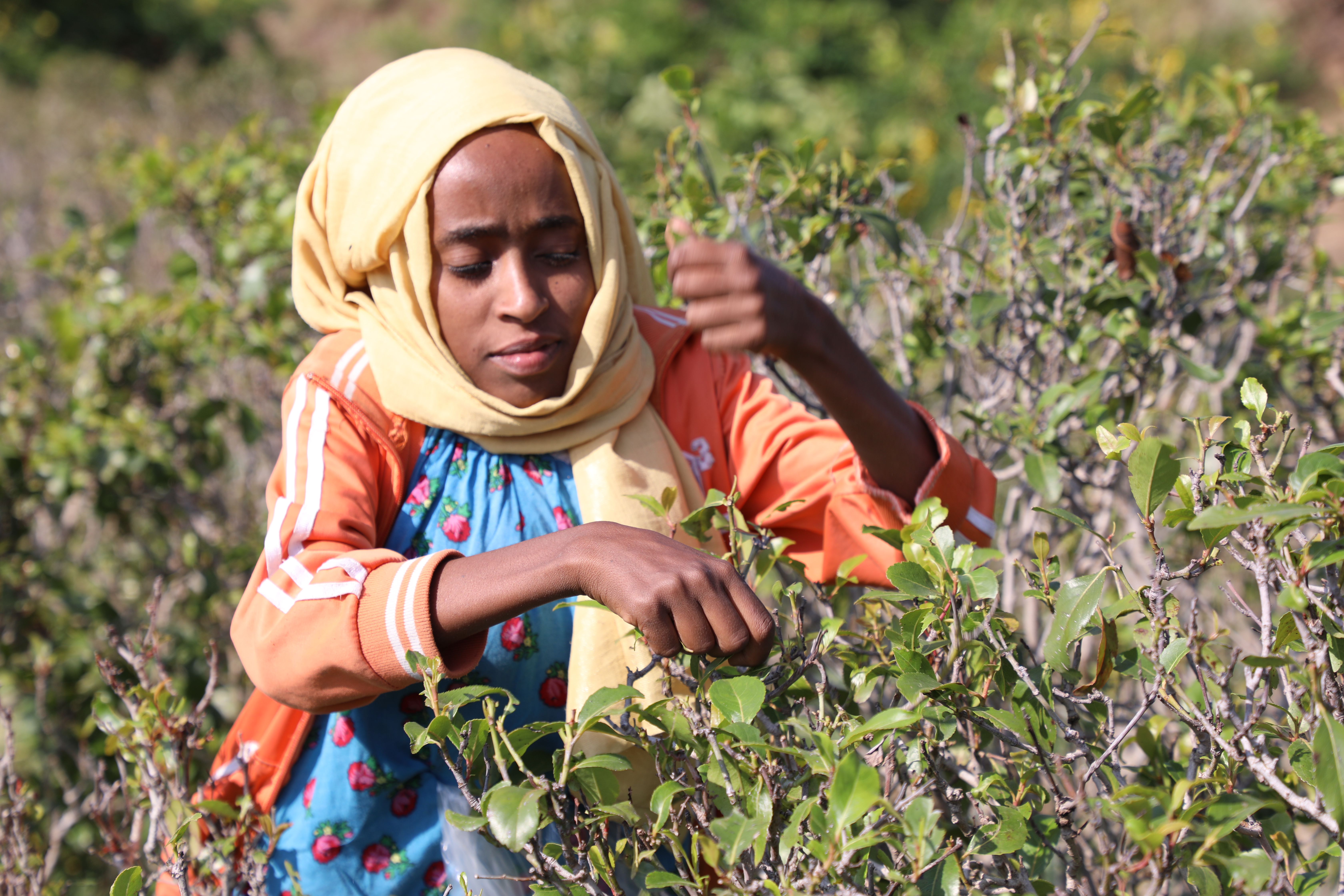 Merem, a young girl in Ethiopia, spends her days collecting Khat leaves
