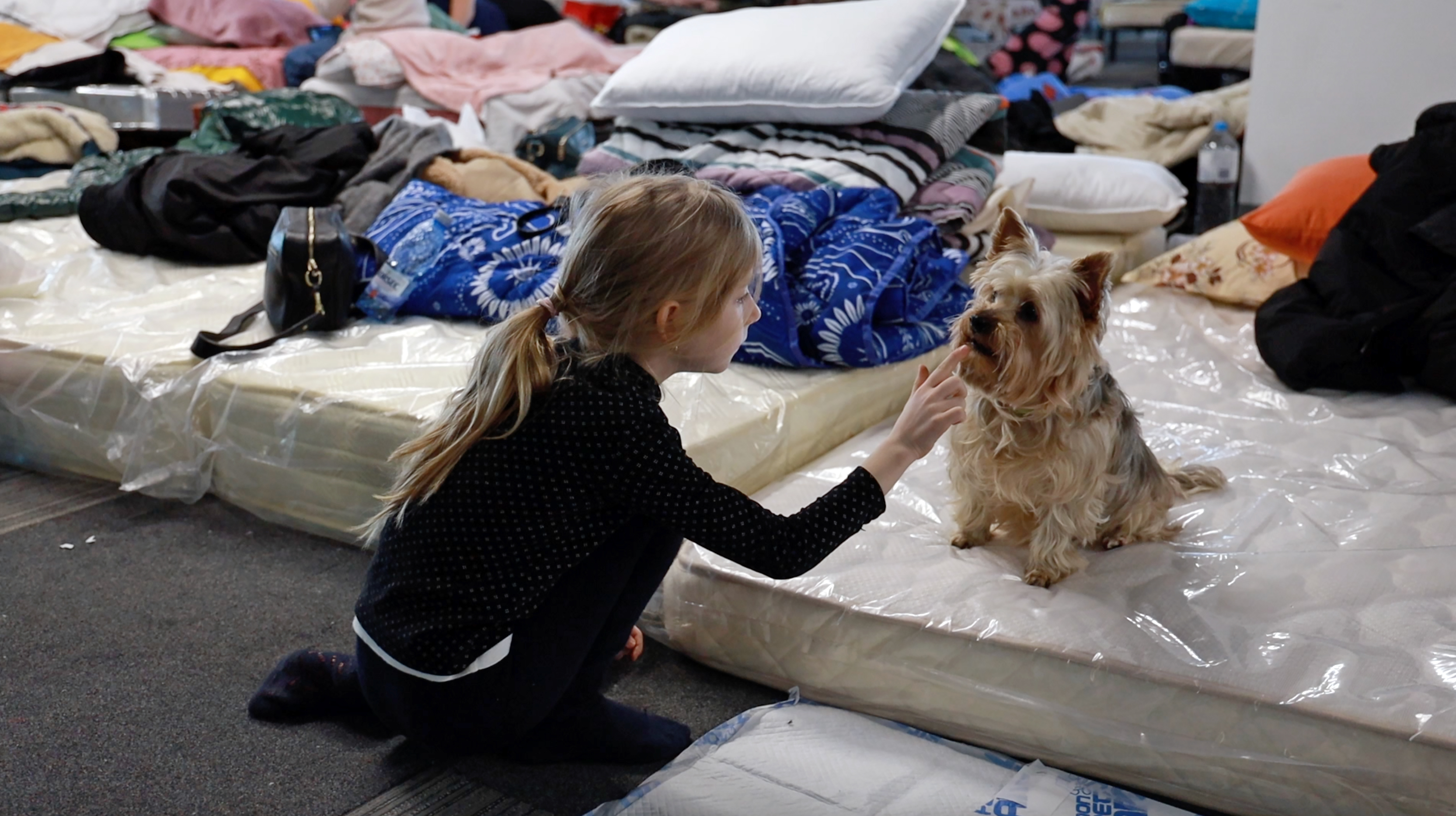 A little girl pets a small terrier-type dog, sitting on a mattress