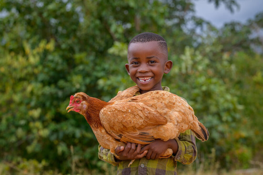 Chickens