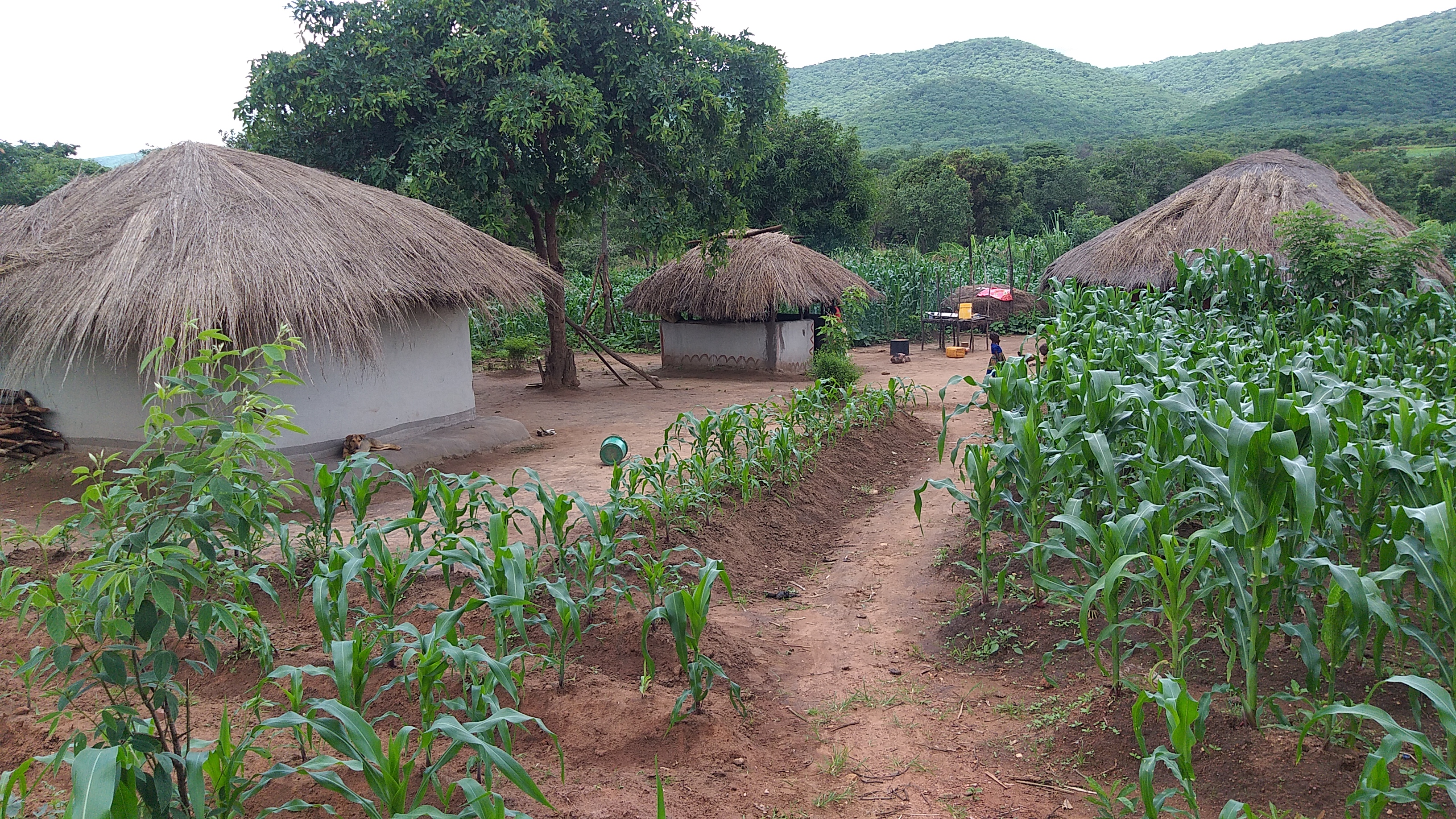 A view of dwellings in Suwila comminuty